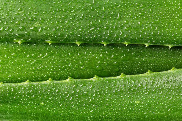 Aloe vera plant